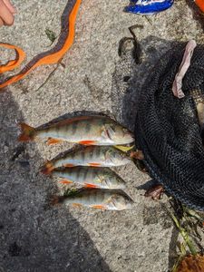 European Perch