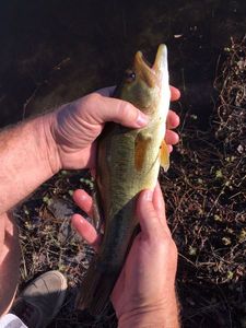 Largemouth Bass