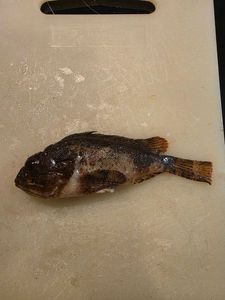 Brown Scorpionfish