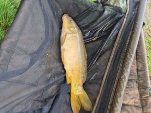Mirror Carp
