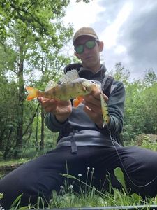 European Perch