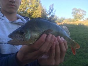 European Perch
