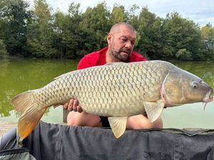 Common Carp