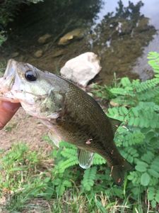 Largemouth Bass