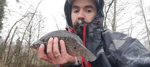 Crucian Carp