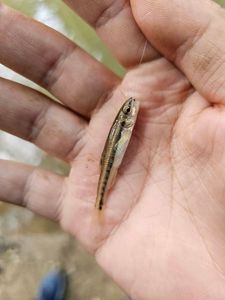 Common Minnow