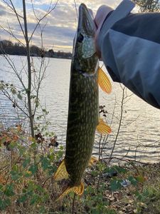 Northern Pike