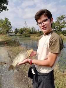 Crucian Carp