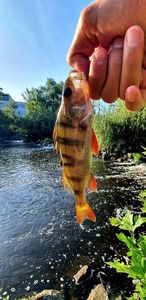 European Perch