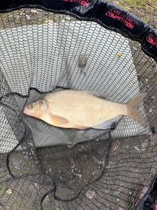Common Bream