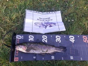 Rainbow Trout
