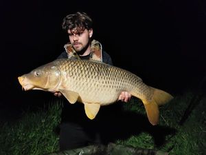 Common Carp