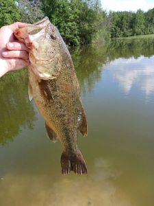 Smallmouth Bass