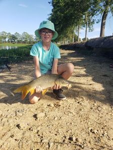 Common Carp