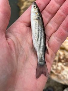 Golden grey mullet