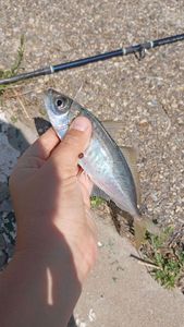 Mediterranean Horse Mackerel