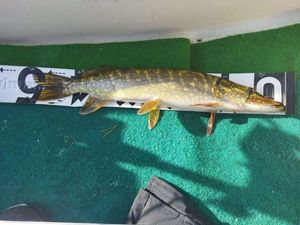 Northern Pike
