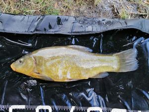 Tench