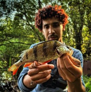 European Perch