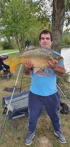 Common Carp