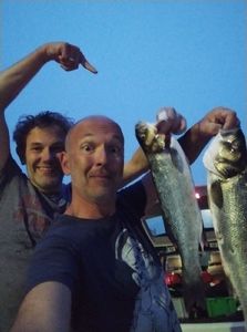 European Bass (Seabass)