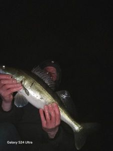 Zander