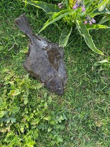 European Plaice