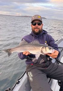 European Bass (Seabass)