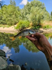 European Perch
