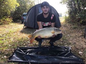 Common Carp