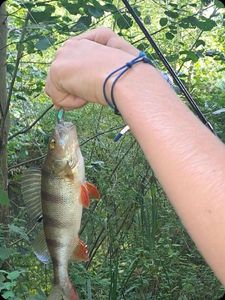 European Perch