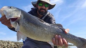 European Bass (Seabass)