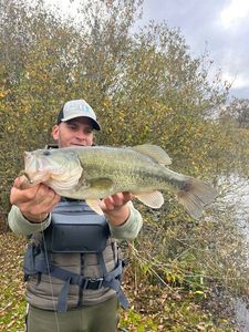 Largemouth Bass