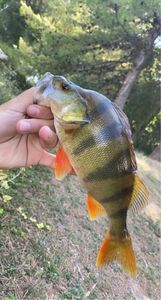 European Perch