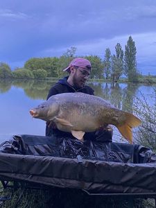 Mirror Carp
