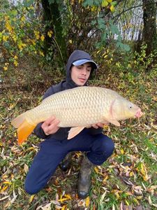 Common Carp