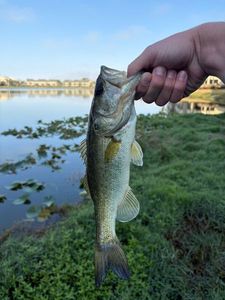 Largemouth Bass