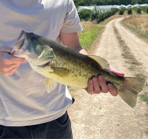 Largemouth Bass
