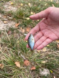 Green Sunfish