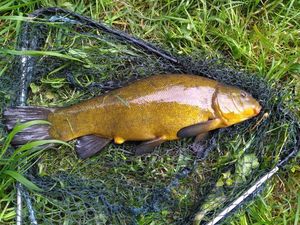 Tench