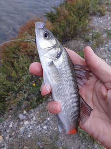 European Bass (Seabass)