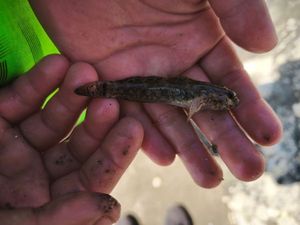 Round Goby