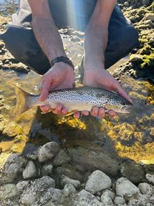 Brown Trout