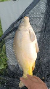 Mirror Carp