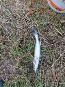 Zander