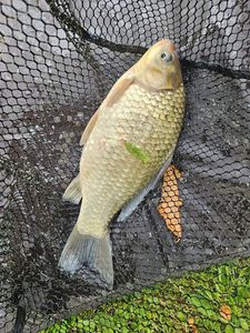 Crucian Carp