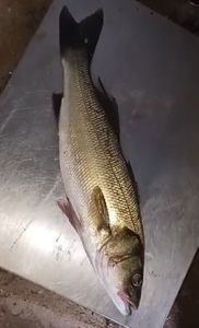 European Bass (Seabass)