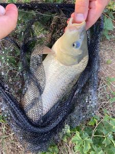 Common Carp