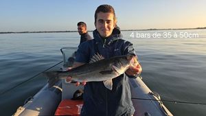 European Bass (Seabass)