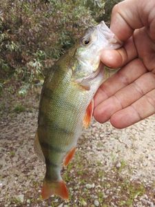 European Perch
